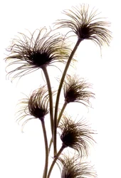 Clematis Buds, 2010, (digitalt fotogram, digitalt originaltrykk)